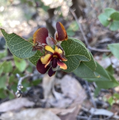 Platylobium formosum (Handsome Flat Pea) at Woomargama, NSW - 28 Aug 2023 by AnneG1