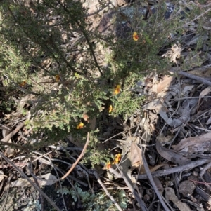 Dillwynia sericea at Woomargama, NSW - 28 Aug 2023