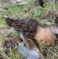 Morchella elata group (Morel) at Woomargama, NSW - 28 Aug 2023 by AnneG1