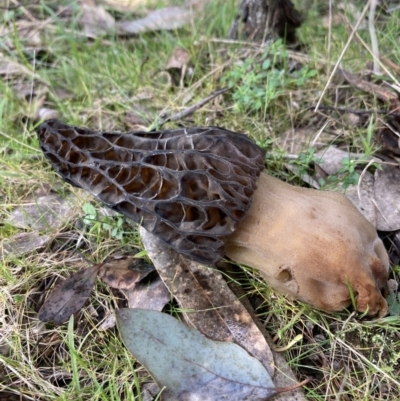 Morchella elata group at Woomargama, NSW - 28 Aug 2023 by AnneG1