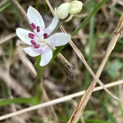 Wurmbea dioica subsp. dioica (Early Nancy) at Woomargama National Park - 28 Aug 2023 by AnneG1