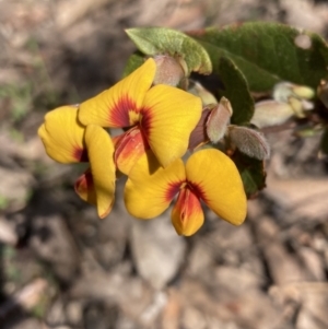 Platylobium formosum at Woomargama, NSW - 28 Aug 2023