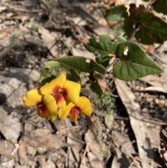 Platylobium formosum at Woomargama, NSW - 28 Aug 2023