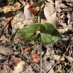 Platylobium formosum at Woomargama, NSW - 28 Aug 2023