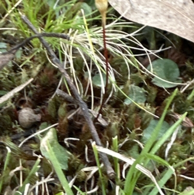 Cyrtostylis reniformis (Common Gnat Orchid) at  - suppressed by lbradley