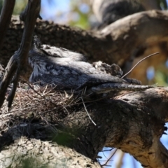 Podargus strigoides (Tawny Frogmouth) at Fyshwick, ACT - 6 Sep 2023 by RodDeb