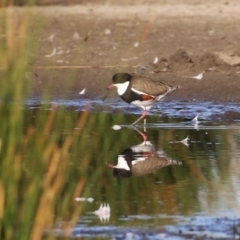 Erythrogonys cinctus (Red-kneed Dotterel) at Fyshwick, ACT - 6 Sep 2023 by RodDeb