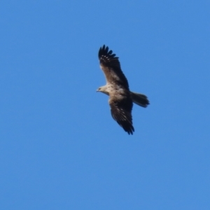 Haliastur sphenurus at Fyshwick, ACT - 6 Sep 2023