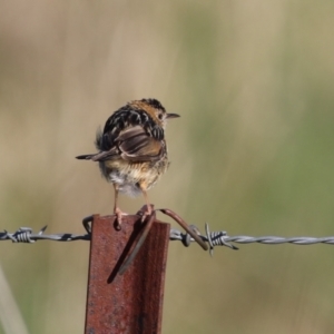 Cisticola exilis at Fyshwick, ACT - 7 Sep 2023