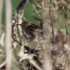 Cisticola exilis at Fyshwick, ACT - 7 Sep 2023