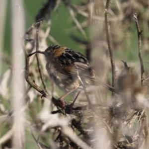 Cisticola exilis at Fyshwick, ACT - 7 Sep 2023