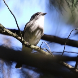 Pachycephala pectoralis at Fyshwick, ACT - 6 Sep 2023