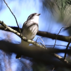 Pachycephala pectoralis at Fyshwick, ACT - 6 Sep 2023