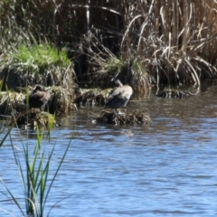 Stictonetta naevosa (Freckled Duck) at Fyshwick, ACT - 6 Sep 2023 by RodDeb