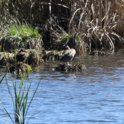 Stictonetta naevosa (Freckled Duck) at Jerrabomberra Wetlands - 6 Sep 2023 by RodDeb