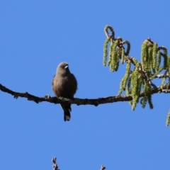 Artamus cyanopterus (Dusky Woodswallow) at Fyshwick, ACT - 6 Sep 2023 by RodDeb