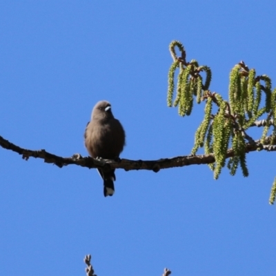 Artamus cyanopterus (Dusky Woodswallow) at Fyshwick, ACT - 7 Sep 2023 by RodDeb