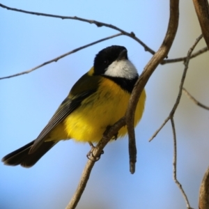 Pachycephala pectoralis at Fyshwick, ACT - 7 Sep 2023 07:50 AM