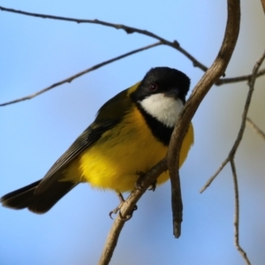 Pachycephala pectoralis at Fyshwick, ACT - 7 Sep 2023 07:50 AM