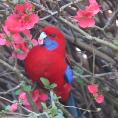 Platycercus elegans (Crimson Rosella) at Braidwood, NSW - 7 Sep 2023 by MatthewFrawley