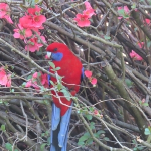 Platycercus elegans at Braidwood, NSW - 7 Sep 2023 08:23 AM