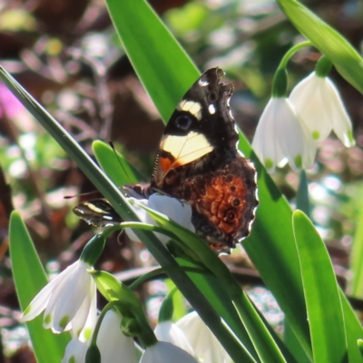 Vanessa itea (Yellow Admiral) at Braidwood, NSW - 7 Sep 2023 by MatthewFrawley