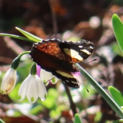 Vanessa itea at Braidwood, NSW - 7 Sep 2023 02:30 PM