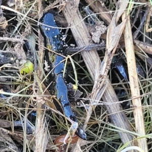 Parakontikia ventrolineata at Cooma, NSW - 7 Sep 2023