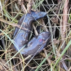 Parakontikia ventrolineata at Cooma, NSW - 7 Sep 2023