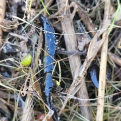 Parakontikia ventrolineata at Cooma, NSW - 7 Sep 2023