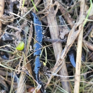 Parakontikia ventrolineata at Cooma, NSW - 7 Sep 2023 02:47 PM