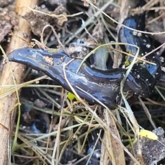 Parakontikia ventrolineata at Cooma, NSW - 7 Sep 2023