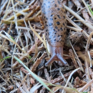 Limax maximus at Braidwood, NSW - 7 Sep 2023