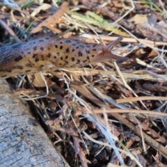 Limax maximus at Braidwood, NSW - 7 Sep 2023 02:57 PM