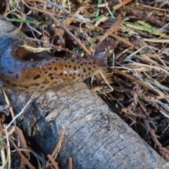 Limax maximus at Braidwood, NSW - 7 Sep 2023 02:57 PM