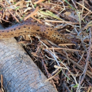 Limax maximus at Braidwood, NSW - 7 Sep 2023 02:57 PM