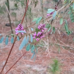 Indigofera australis subsp. australis (Australian Indigo) at Isaacs, ACT - 7 Sep 2023 by Mike