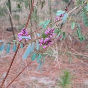 Indigofera australis subsp. australis at Isaacs, ACT - 7 Sep 2023