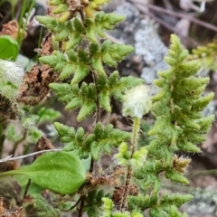 Cheilanthes distans (Bristly Cloak Fern) at Isaacs Ridge - 7 Sep 2023 by Mike