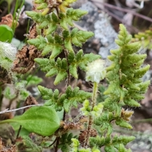 Cheilanthes distans at Isaacs, ACT - 7 Sep 2023