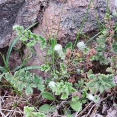 Cheilanthes distans at Isaacs, ACT - 7 Sep 2023