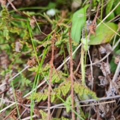 Cheilanthes distans at Isaacs, ACT - 7 Sep 2023