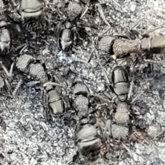 Rhytidoponera sp. (genus) (Rhytidoponera ant) at Cooma, NSW - 7 Sep 2023 by trevorpreston