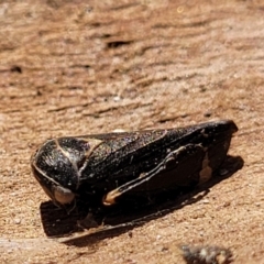 Eurymeloides minuta (Gumtree leafhopper) at Cooma, NSW - 7 Sep 2023 by trevorpreston