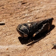 Eurymeloides minuta at Cooma, NSW - 7 Sep 2023 02:40 PM