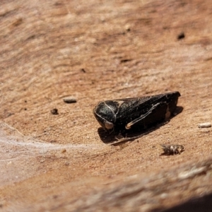 Eurymeloides minuta at Cooma, NSW - 7 Sep 2023