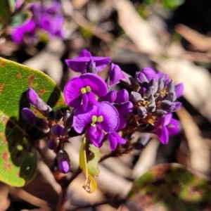 Hardenbergia violacea at Cooma, NSW - 7 Sep 2023 02:28 PM