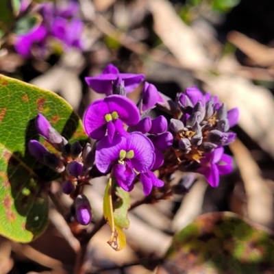 Hardenbergia violacea (False Sarsaparilla) at Mt Gladstone Reserves, Cooma - 7 Sep 2023 by trevorpreston