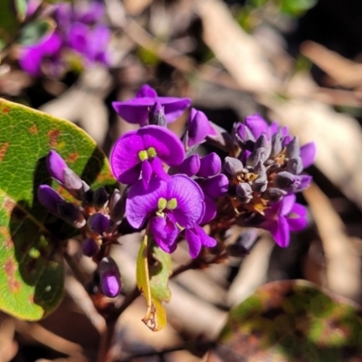 Hardenbergia violacea (False Sarsaparilla) at Cooma, NSW - 7 Sep 2023 by trevorpreston