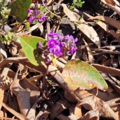 Hardenbergia violacea at Cooma, NSW - 7 Sep 2023 02:28 PM